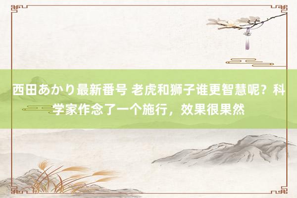 西田あかり最新番号 老虎和狮子谁更智慧呢？科学家作念了一个施行，效果很果然