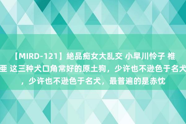 【MIRD-121】絶品痴女大乱交 小早川怜子 椎名ゆな ASUKA 乃亜 这三种犬口角常好的原土狗，少许也不逊色于名犬，最普遍的是赤忱